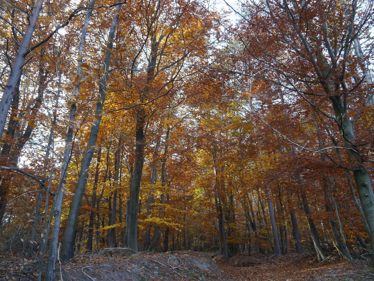 Herbstwald am Rand des Pfälzerwalds oberhalb von Hainfeld