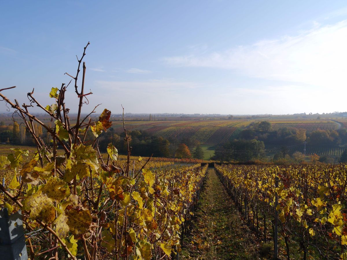 Herbstliche Weinberge an der Südlichen Weinstraße bei Hainfeld